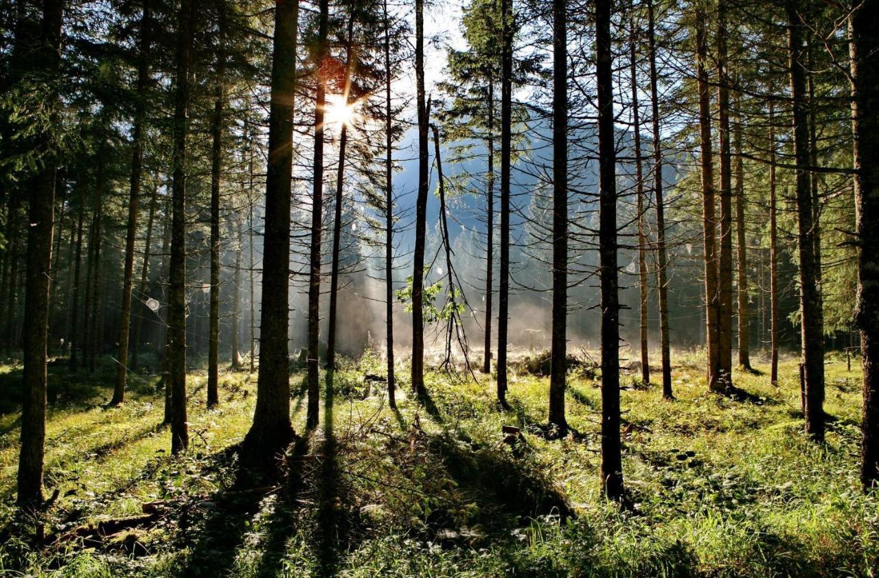 Ferienwohnung Pyhrgasblick Rosenau am Hengstpass المظهر الخارجي الصورة